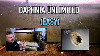 How I Raise Daphnia Water Fleas And You Can Too [upl. by Yllen]