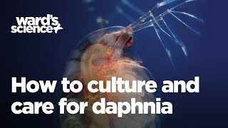 Caring and Culturing for Daphnia [upl. by Akiemahs]