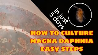 How to Culture Magna Daphnia Easily [upl. by Darcie]