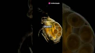 How to culture Daphnia for your Aquarium [upl. by Sherourd]