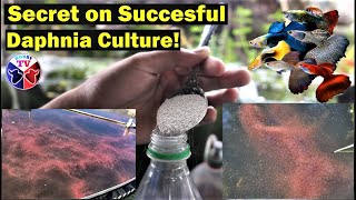 How to Culture Daphnia Successfully [upl. by Eartnoed934]