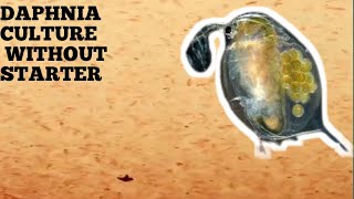 HOW TO CULTURE DAPHNIA NATURALLY WITHOUT A STARTER [upl. by Shiff]