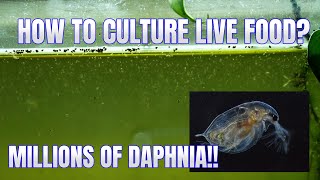 How to Culture Daphnia Secret Method to Breed MILLIONS  Simply Aquatic [upl. by Regen505]