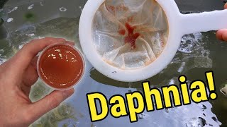 How I Culture Daphnia In Outdoor Tubs [upl. by Noreen]