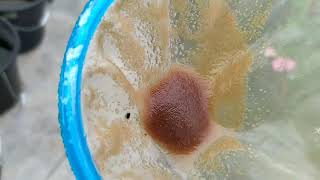 How to culture daphnia moina in a small container Part 1 English Subtitle [upl. by Ribaudo]