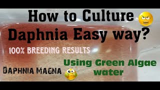 Daphnia MagnaHow to Culture Daphnia Easy wayCulturing Daphnia using Green water Daphnia [upl. by Nnylyak]