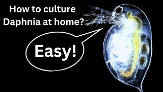 BEST Live Fish Food Beginner guide How to Culture Daphnia at home [upl. by Azyl]