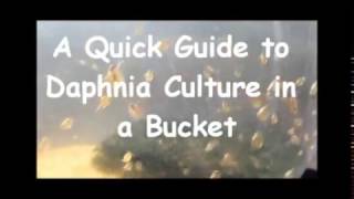 How to culture daphnia outside [upl. by Flaherty299]