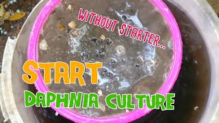 How to culture daphnia moina the easy way 1  Starting the Daphnia culture [upl. by Natanhoj]