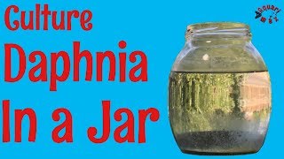 How to Culture Daphnia in a Jar [upl. by Philemon]