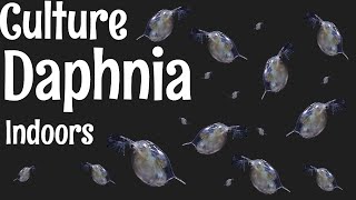 How to Culture Daphnia [upl. by Eimaraj]