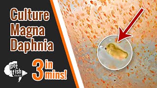 How to culture DAPHNIA MAGNA  The easy way [upl. by Kylstra]