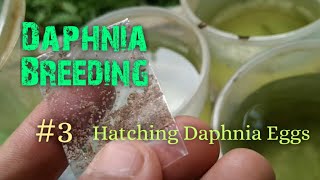 Daphnia Culture made simple and easy 3  Hatching Daphnia eggs [upl. by Emmerie]