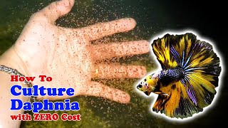 How to Culture Daphnia with ZERO Cost  Unlimited Live Food For Our Fish [upl. by Hasina197]