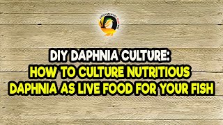 DIY Daphnia Culture How to Culture Nutritious Daphnia as Live Food for Your Fish [upl. by Hanyaz155]