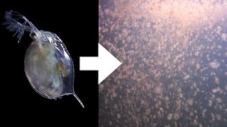 How I Culture Daphnia [upl. by Baiel]