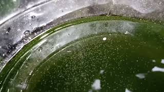 DAPHNIA MOINA CULTURE IN A SMALL BUCKET [upl. by Rimahs28]