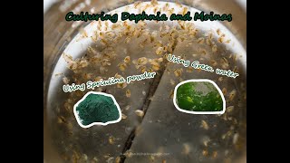 How To Culture Daphnia and Moinas using Green Water Spirulina powder [upl. by Aietal]