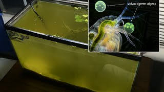 Raising Daphnia for the Freshwater Aquarium [upl. by Enitsahc]