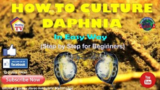 HOW TO CULTURE DAPHNIA In Easy Way [upl. by Navac]